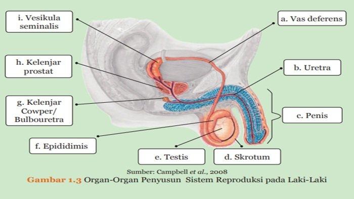 Organ-Organ Penyusun Sistem Reproduksi pada Laki-Laki