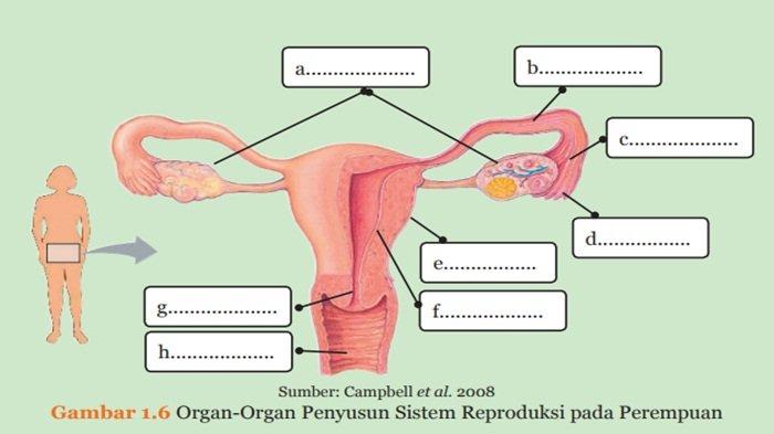 Organ-Organ Penyusun Sistem Reproduksi pada Perempuan