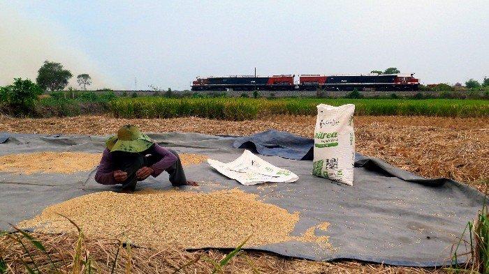 PANEN PADI --- Petani pasang surut Desa Karyajaya, Kertapati Palembang, asyik panen padi milik sawahnya. Tantangan di persawahan pasang surut membuat petani lebih paham karakter alam. Berkat pupuk dari Pusri yang tepat pada lahan pasang surut serta edukasi, petani terus bersemangat untuk panen.