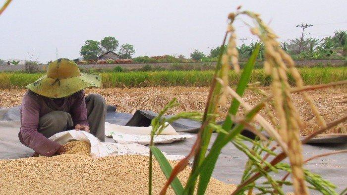 PANEN PADI --- Petani pasang surut Desa Karyajaya, Kertapati Palembang, asyik panen padi milik sawahnya. Tantangan di persawahan pasang surut membuat petani lebih paham karakter alam. Berkat pupuk dari Pusri yang tepat pada lahan pasang surut serta edukasi, petani terus bersemangat untuk panen.