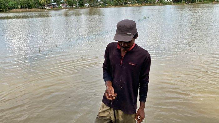 Petani di Kawasan Rejosari, Kelurahan Talang Ubi Utara, Kecamatan Talang Ubi, Kabupaten PALI membersihkan keong yang terbawa banjir agar tidak merusak padi.