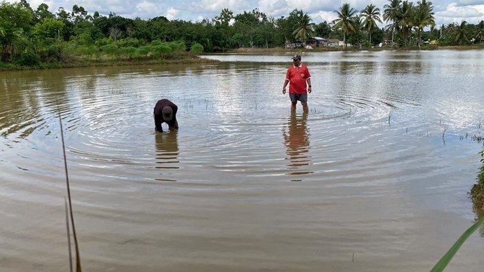 Petani di Kawasan Rejosari, Kelurahan Talang Ubi Utara, Kecamatan Talang Ubi, Kabupaten PALI membersihkan keong yang terbawa banjir agar tidak merusak padi.