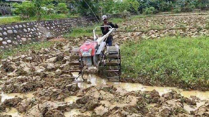 Petani mulai membajak sawah ketika memasuki musim penghujan, dan akan segera melakukan penanaman pada bulan Desember.