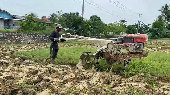 Petani mulai membajak sawah ketika memasuki musim penghujan, dan akan segera melakukan penanaman pada bulan Desember.