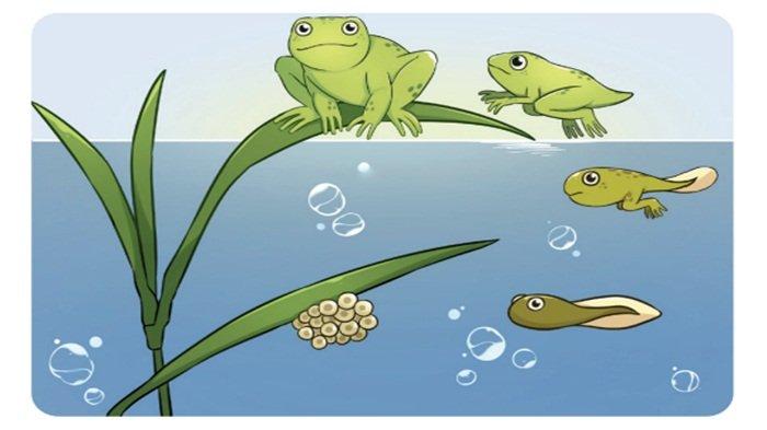 Siklus hidup katak