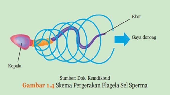 Skema Pergerakan Flagela Sel Sperma