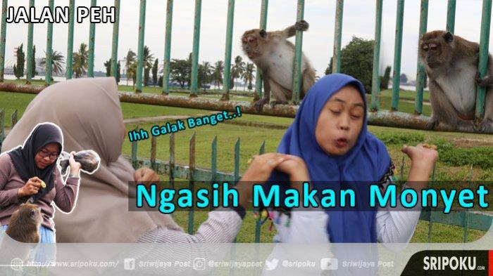 Asiknya Habiskan Sore Bersama Ratusan Monyet di Stadion Patra Jaya Palembang