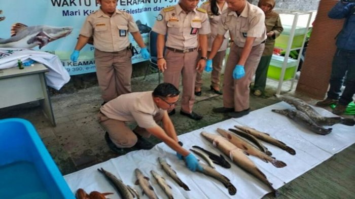 25 Jenis Ikan Berbahaya Dimusnahkan Dengan Menggunakan Bahan Ini ...