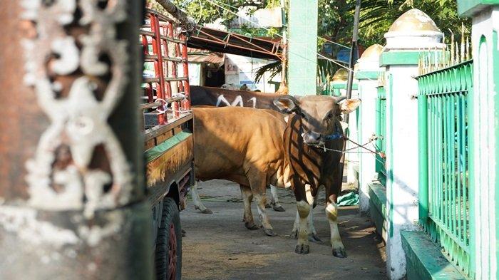 SERAHKAN HEWAN KURBAN -  PT Bukit Asam Tbk (PTBA), anggota dari Holding BUMN Industri Pertambangan MIND ID, kembali menyalurkan hewan kurban kepada masyarakat di sekitar wilayah operasional perusahaan. Kegiatan ini merupakan wujud nyata kontribusi sosial PTBA sebagai bagian dari komitmen BUMN Hadir untuk Negeri, Jumat (6/6/2025)