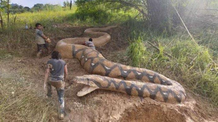 WARGA KAMPUNG Geger, Ditemukan Ular Raksasa Sepanjang 15 Meter, Ternyata -  Sripoku.com