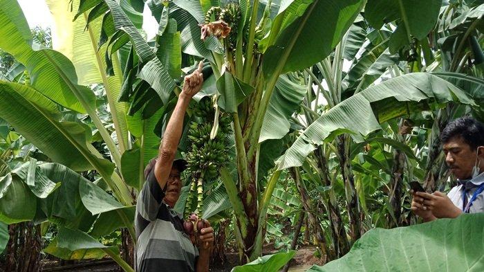 Warga Mengambil Foto Pisang Bertandan Dua