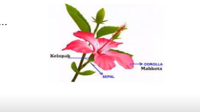 Soal gambar biologi nomor 9