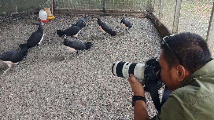 National Geographic Indonesia Kunjungi Pusat Konservasi Eksitu Maleo PT ...