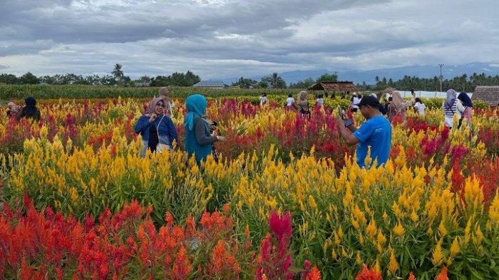 Taman Bunga Mekar Asih jadi lokasi wisata favorit masyarakat di Kabupaten Sigi, Sulawesi Tengah.