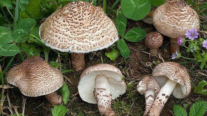 Bisa Sebabkan Kematian, Ini 7 Jenis Jamur Paling Berbahaya di Dunia - Tribunpalu.com