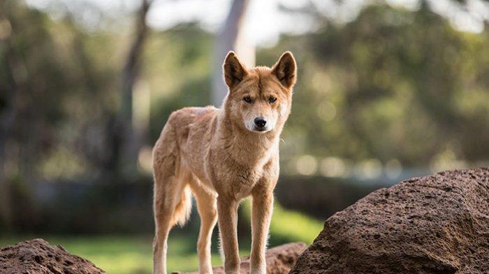 ANJING PURBA - Anjing Papua atau Canis Dingo Hallstromi, anjing ini adalah spesies anjing purba yang ada di dataran tinggi Papua.
