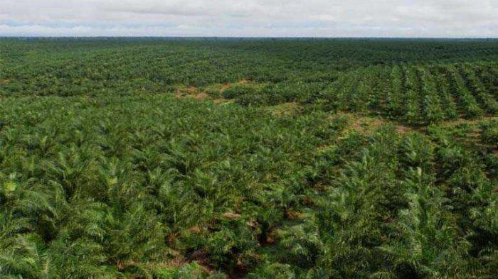 Ilustrasi perusahaan Sawit di Papua Selatan