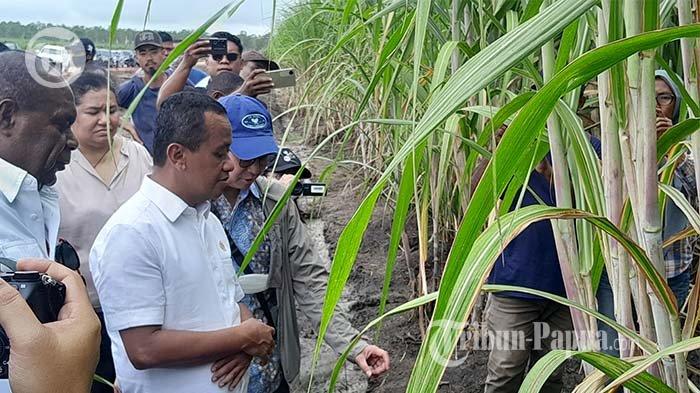 Menteri Investasi Bahlil Lahadalia meninjau Lahan Tebu di Kabupaten Merauke, Papua Selatan. 