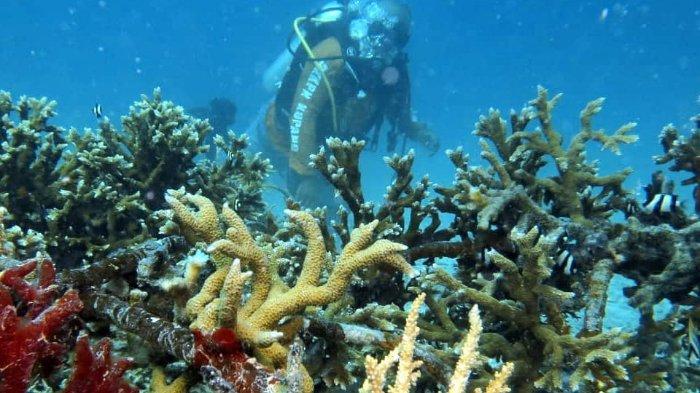 Pemandangan bawah laut di kawasan TWP Kepulauan Padaido