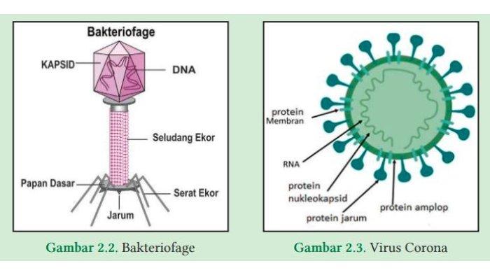 Gambar 2.2. Bakteriofage dan Gambar 2.3. Virus Corona