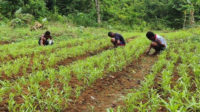 TMMD BIAK: Melalui TMMD ke-123 di Biak, Satgas TMMD memotivasi warga mengelola lahan tidur menjadi lahan produktif untuk ditanami sayur.