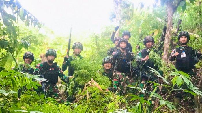 LADANG GANJA - Prajurit Satgas Pamtas RI-PNG Yonif 126/KC saat menemukan ladang ganja siap panen seluas lima Hektar, yang didapati di pertengahan antara Kampung Paitenda-Banda Distrik Waris, Kabupaten Keerom Papua, pada Selasa (12/7/2022).