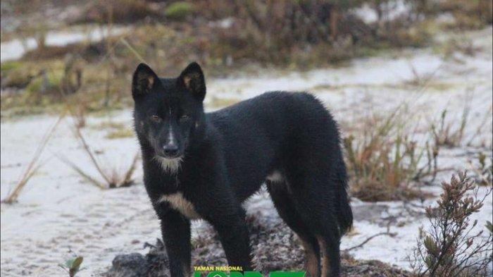 Seekor New Guinea singing dog yang berhasil didokumentasikan tim Balai TN Lorentz di sekitar Danau Habema, Kabupaten Jayawijaya, Papua, pada ketinggian 3.200 MDPL di tahun 2013. (Dok Balai TN Lorentz)