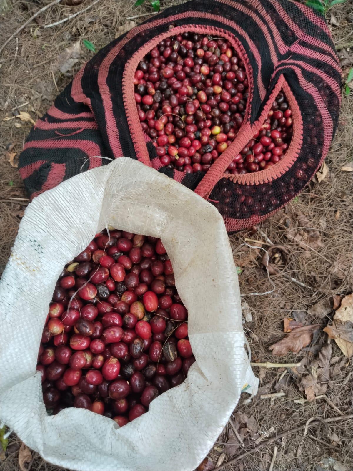 Meki Nawipa Bongkar Ambisi Bikin Papua Tengah Pusat Kopi