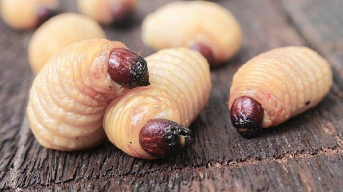 Daftar Kuliner Papua dan Papua Barat yang Wajib Dicoba, Ada Ulat Sagu  hingga Cacing Tambelo - Tribunpapuabarat.com