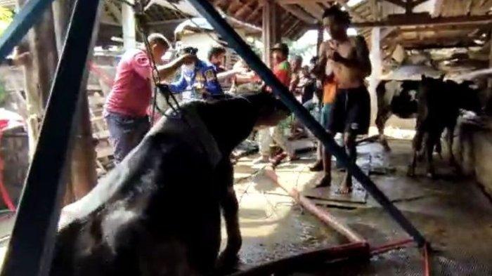 Heroisme Damkar Jombang: Sapi Seberat 7 Kwintal Terselamatkan dari Septic Tank dalam Drama Evakuasi Penuh Tantangan Selama Dua Jam