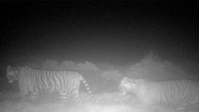 Kamera trap yang dipasang di area hutan Riau