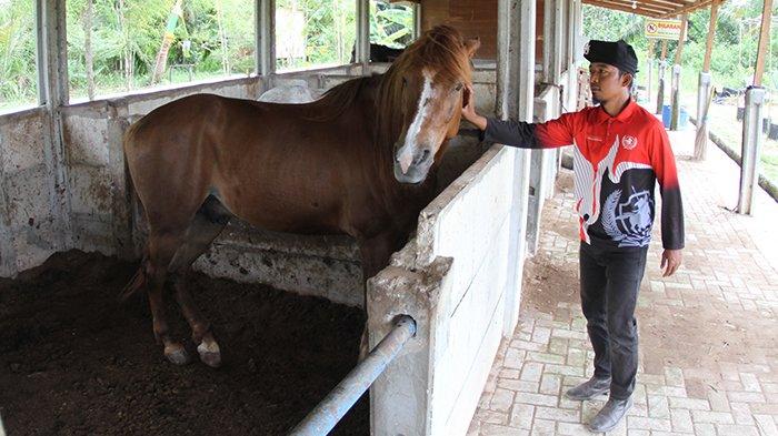 Agrowisata DuRanch M Arif Saifu tengah merawat kuda-kudanya, Minggu (6/8/2023).