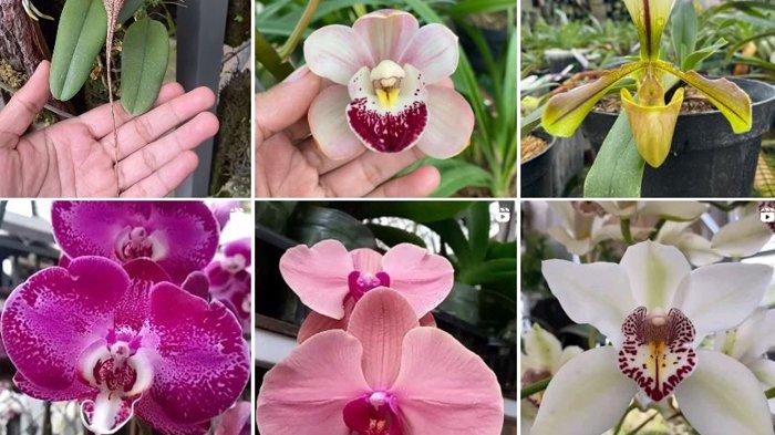 Arti Bunga Anggrek Warna Putih-Ungu-Pink atau Merah Muda-Biru-Kuning-Merah-Hitam dan Anggrek Bulan