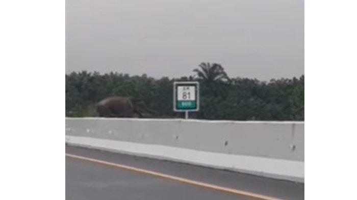 Gajah Sumatera menyeberang di Tol Pekanbaru-Dumai, Minggu (19/11/2023).