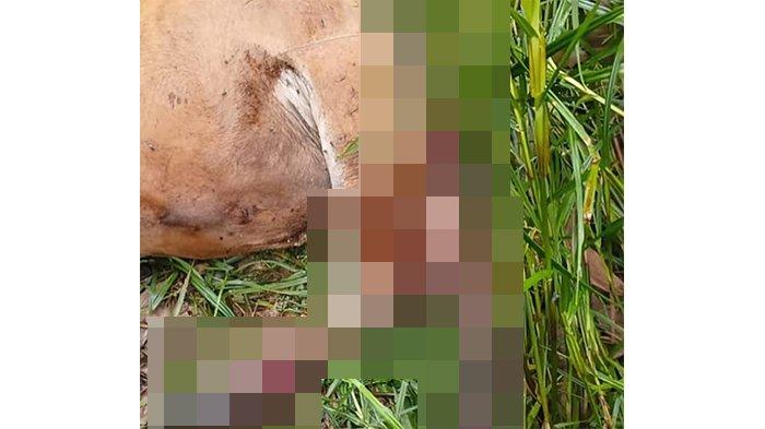 SERANGAN HARIMAU - Sapi milik warga Desa Pulau Muda, Kecamatan Teluk Meranti, Kabupaten Pelalawan, Riau mati diduga dimangsa harimau. Peristiwa terjadi satu pekan setelah serangan yang menewaskan pekerja HTI di Distrik Merawang, Selasa (24/6/2025) malam lalu.