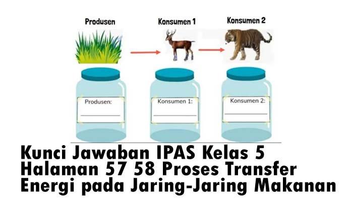 Kunci Jawaban IPAS Kelas 5 Halaman 57 58 Proses Transfer Energi pada Jaring-Jaring Makanan