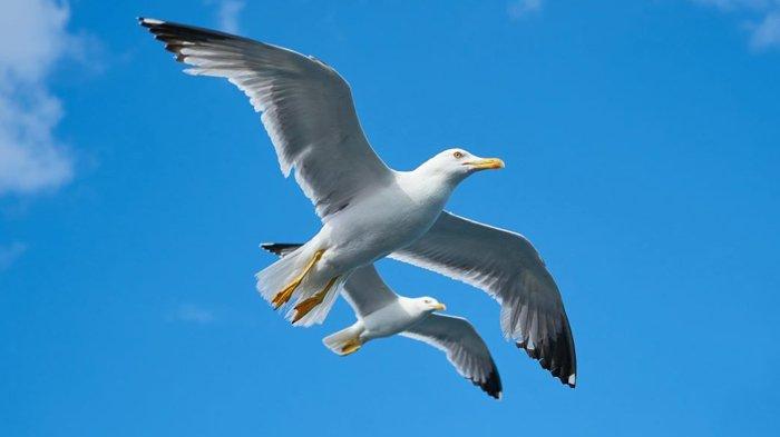 Kunci Jawaban Soal Sumatif IPA Bab 1 SMP dan MTs Kurikulum Merdeka