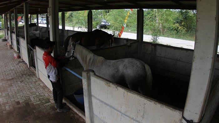 Manager Agrowisata DuRanch M Arif Saiful tengah merawat kuda-kudanya, Minggu (6/8/2023) 