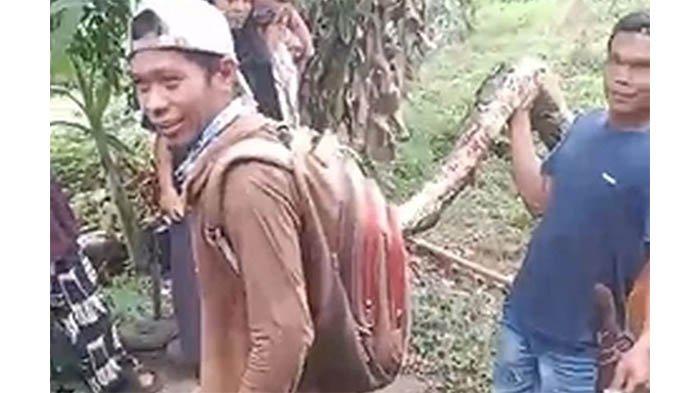 Penampakan ular piton yang lilit dan telan nenek di Palopo