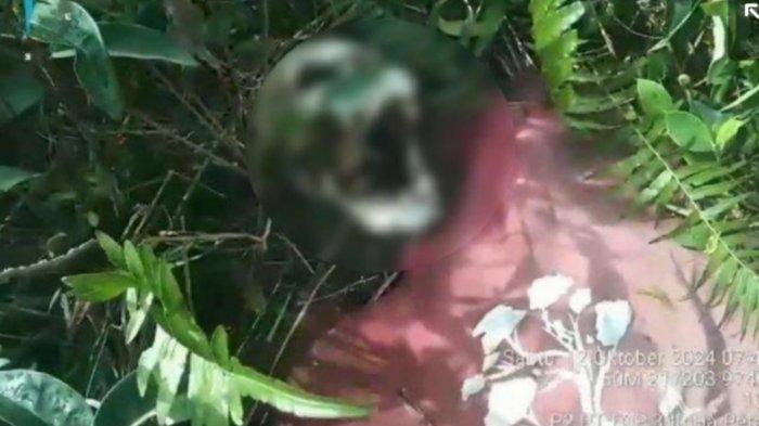 Sosok tengkorak manusia yang ditemukan di Hutan Kapuas, Kalteng