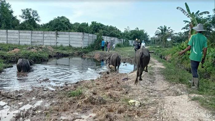 Anggota DPRD Arwinda Tinjau Jalan di Payung Sekaki yang Jadi 'Kubangan