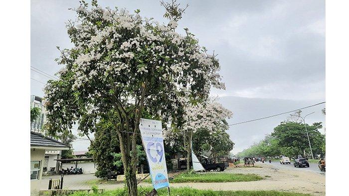 Jalan Soekarno-Hatta arah ke Mal SKA kembali memukau dengan keindahan bunga Tabebuya yang sedang mekar di sepanjang pinggir jalan. 