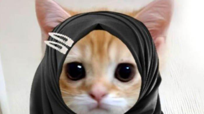 Cara Download PP Kucing Ramadhan Perempuan Berhijab , PP Kucing untuk