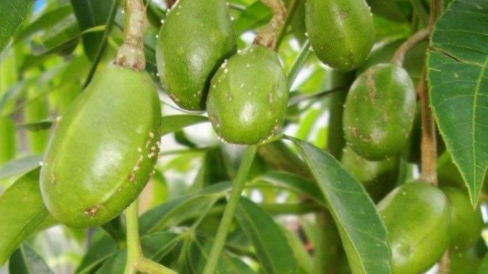 Daun kedondong memang dikenal mengandung flavonoid, saponin, tanin dan alkanoid yang memiliki khasiat mencegah jantung dan kolesterol.