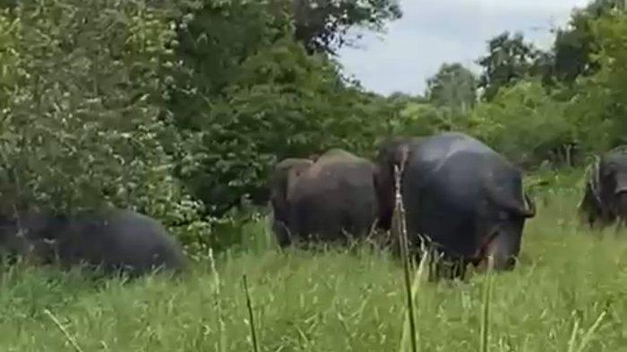 Konflik gajah sumatera dengan masyarakat petani di Kabupaten Pelalawan kembali terjadi. Kali ini, rombongan gajah liar merusak kebun warga di Desa Betung Kecamatan Pangkalan Kuras, Senin (6/2/2023).