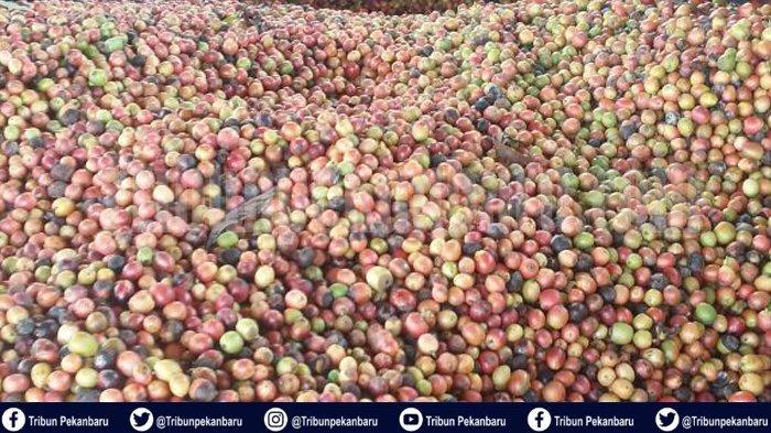 FEATURE Kopi Liberika Meranti Riau, Komoditas Lokal Kualitas Ekspor Tembus Pasar Malaysia Sejak 1980