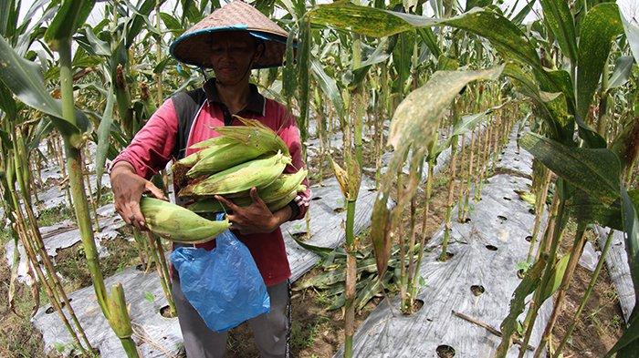 Para pemuda sedang menyiapkan jagung untuk dibakar dalam acara massal di Kecamatan Papar