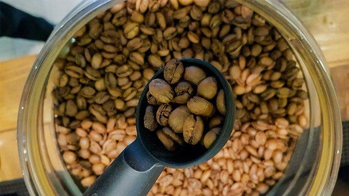 BIJI KOPI LIBERIKA - Kopi Liberika Meranti punya cita rasa khas serta cerita unik. Kopi ini memiliki potensi bisnis menjanjikan kedepannya jika digarap secara serius..