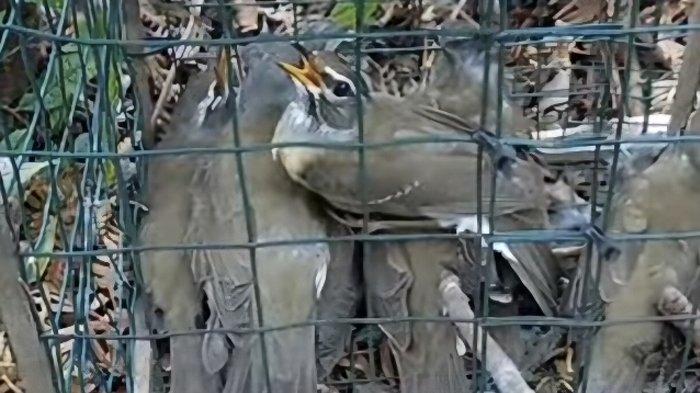 KPU Kampar memilih gambar Burung Kuaghan sebagai maskot Pemilihan Kepala Daerah (Pilkada) 2024. Maskot diberi nama 