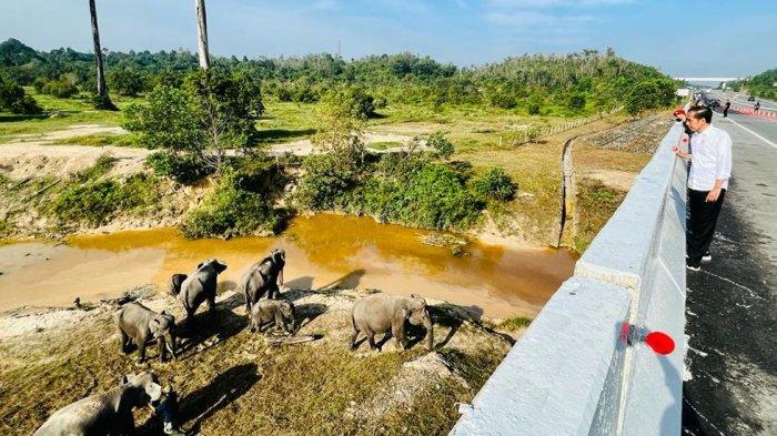Presiden Joko Widodo, melihat langsung perlintasan gajah di kilometer 12 ruas Tol Pekanbaru-Dumai, Kamis (5/1/2023).
